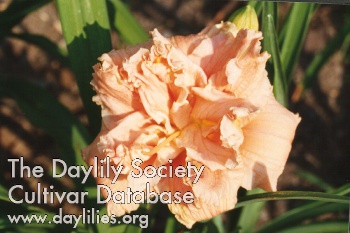 Daylily Siloam Wally's Choice
